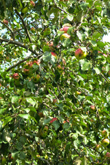 old apple trees with lots of apples                               