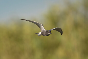 Black tern - Chlidonias niger niger in mid-flight with spanned wings against a green vegetation and blue sky, photographed in the Danube Delta in Romania.	