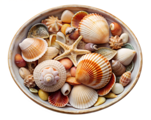 sea shells  isolated on white background. PNG Transparent file type with high definition quality And vibrant color grading Available.