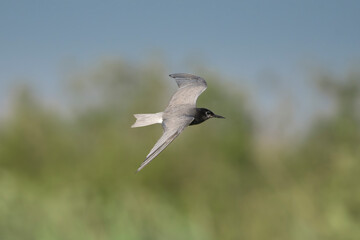 Black tern - Chlidonias niger niger in mid-flight with spanned wings against a green vegetation and blue sky, photographed in the Danube Delta in Romania.