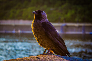 Close-up of a bird sitting on a stone ledge by the water at sunset.