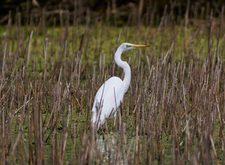 great white heron