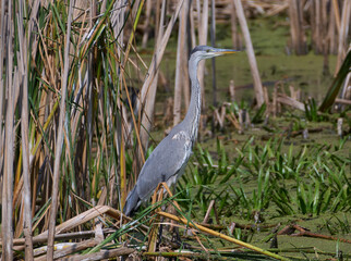 great blue heron