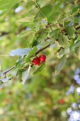 red currant bush