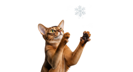 Playful Abyssinian cat reaching for a snowflake, capturing a moment of joy and winter fun with elegant paws