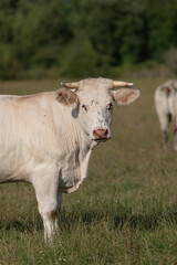 Front view of a Charolais cow with horns and flies on face in sunny meadow 
