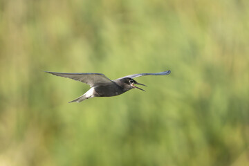 Black tern - Chlidonias niger niger in mid-flight with spanned wings and open beak against a green vegetation, photographed in the Danube Delta in Romania.