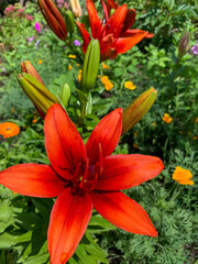 Fototapeta premium beautiful red flower in the garden