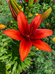 red lily flowers, close up view