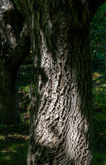 Balance in Bark. Light And shadow.