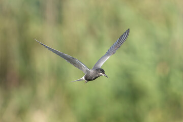 Black tern - Chlidonias niger niger in mid-flight with spanned wings against a green vegetation and blue sky, photographed in the Danube Delta in Romania.