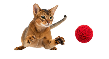 Playful abyssinian kitten reaching for a bright red ball of yarn isolated on transparent background