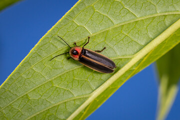 Closeup of Big Dipper Firefly plant leaf. Insect identification, habitat preservation, and backyard flower garden concept.