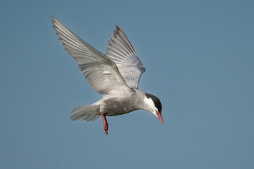 Whiskered Tern - Chlidonias hybrida in mid-flight with spanned wings with blue sky in background. Photo from Danube Delta in Romania. Isolated.