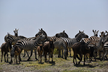 zebras and wildebeest great migration