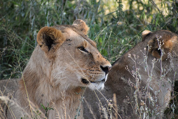 Obraz premium lion and lioness
