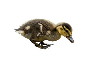 Cute baby duckling isolated on white background