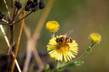Close up of a striped hover fly collecting pollen form a yellow flower head in Dorset, UK in August 2025