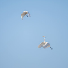 Two Great Egrets Gracefully Flying in Blue Sky