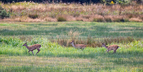 Three Fallow Deer running through a field of long grass and rushes in the Dorset countryside, UK in August 2025
