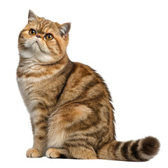 Obraz premium A beautiful exotic shorthair cat with tabby markings sitting elegantly looking upwards isolated on transparent background