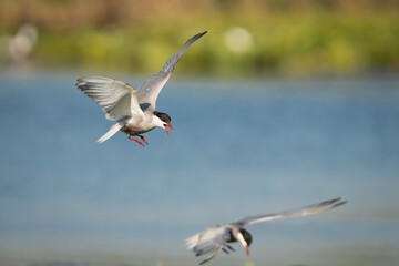 Two Whiskered Terns - Chlidonias hybrida in mid-flight with spanned wings at green background. Photo from Danube Delta in Romania. Copy space on right side.