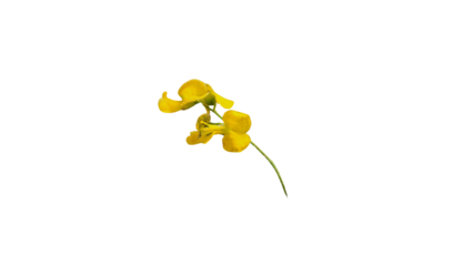 Delicate Yellow Wildflower on a Slender Stem, Isolated on Transparent Background. PNG File