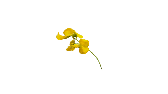 Delicate Yellow Wildflower on a Slender Stem, Isolated on Transparent Background. PNG File
 - Powered by Adobe