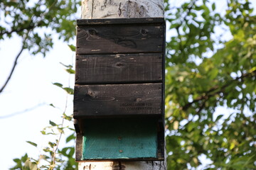  Bat house on a tree, promoting wildlife and ecosystem conservation.