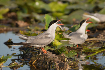 Two Common Terns - Sterna hirundo perched on muddy patch among green water lilies in the Danube Delta in Romania. Two birds are calling with its beak open.