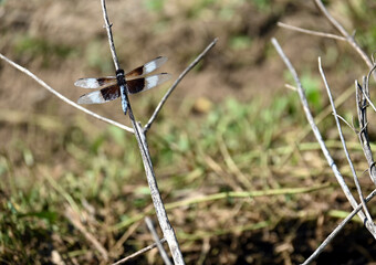 Widow skimmer dragonfly perched on a branch at edge of pond