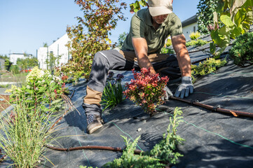 Gardener Installing Drip Irrigation System in Urban Rooftop Garden