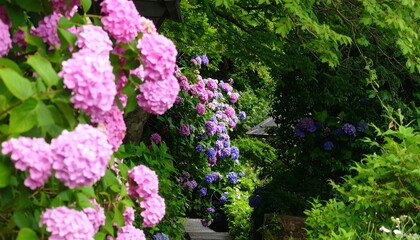 Obraz premium Hydrangea blossoms in a garden path