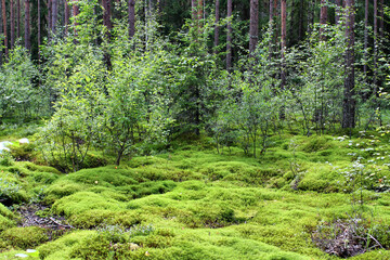 Lush Green Moss Carpet in Dense Forest