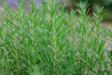 Fototapeta premium Fresh green rosemary herb growing in the garden close up, aromatic culinary plant used for cooking, organic farming, natural seasoning, healthy lifestyle, Mediterranean cuisine and herbal background