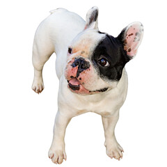 Fototapeta premium French Bulldog standing and looking playful on a transparent background 