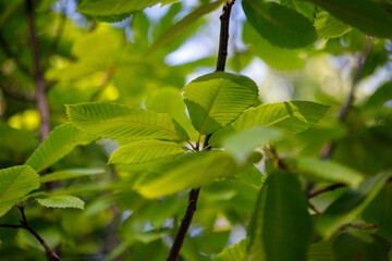 Green Serrated sweet chestnut Leaves and Brown Branches