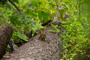 Squirrel in the Forest