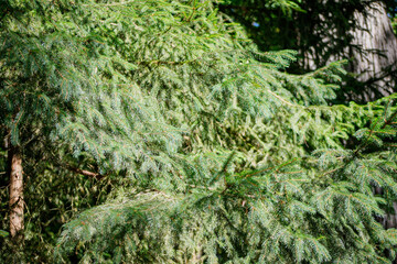 Close-up View of Fir Tree Branches and Needles