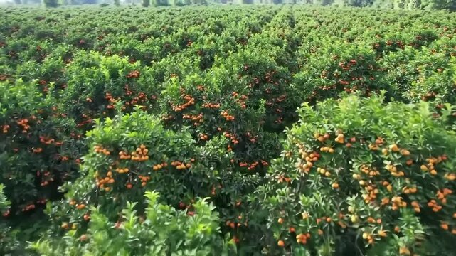 Lush orchard of lychee trees