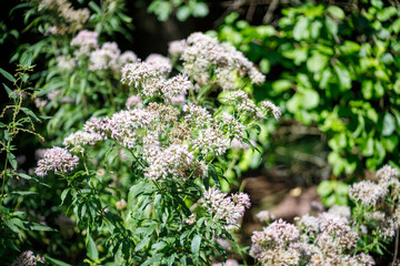 Close-up of White and Purple Flowers with Green Foliage