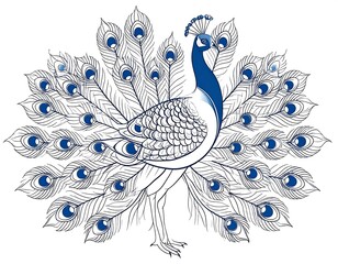 Ornate peacock illustration © hp