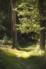 Waldfoto Osnabr&uuml;cker Land - Bad Essen - Barkhausen