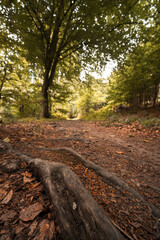 Waldfoto Osnabr&uuml;cker Land - Bad Essen - Barkhausen