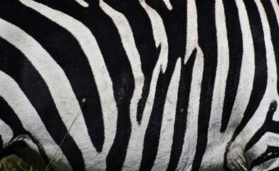 zebra close up