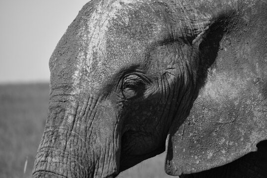 close up of an elephant