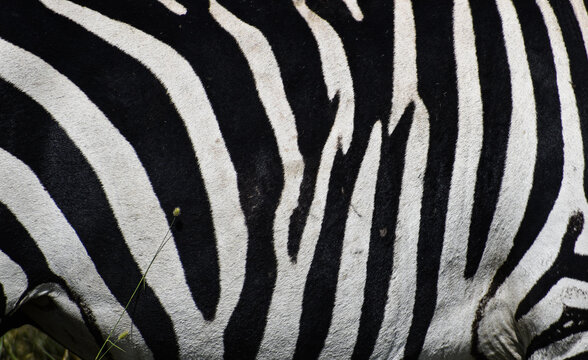 zebra close up