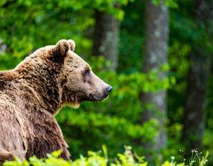 Obraz premium Bear profile in forest