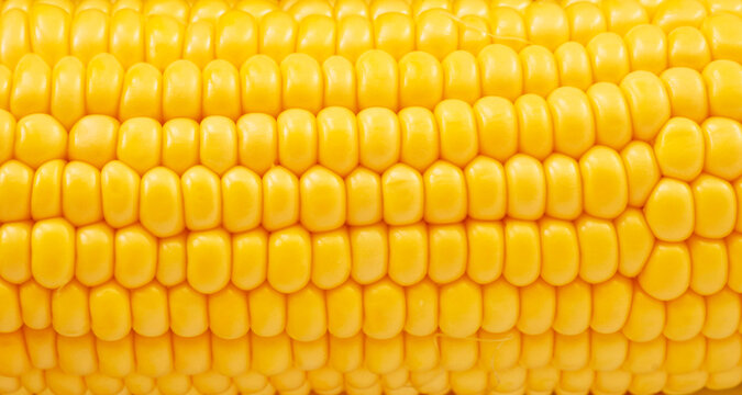 Yellow corn macro view image
