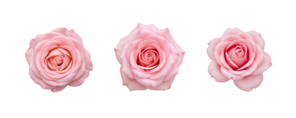 Delicate pink rose in full bloom, centered with graceful elegance isolated on transparent background. Generative Ai